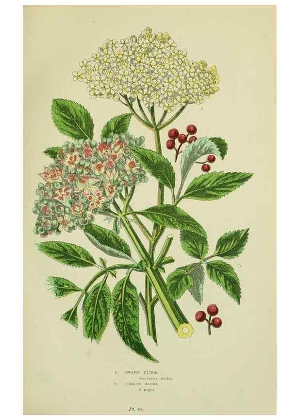 Reproducción/Reproduction 8515109751: The flowering plants, grasses, sedges, & ferns of Great Britain. London,F. Warne,1905.