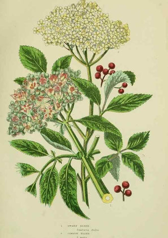 Reproducción/Reproduction 8515109751: The flowering plants, grasses, sedges, & ferns of Great Britain. London,F. Warne,1905.