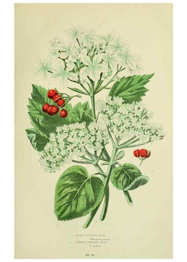 Reproducción/Reproduction 8516225470: The flowering plants, grasses, sedges, & ferns of Great Britain. London,F. Warne,1905.