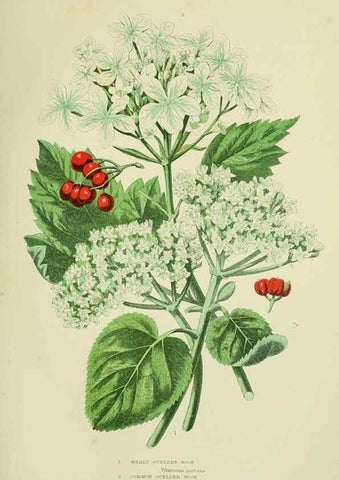 Reproducción/Reproduction 8516225470: The flowering plants, grasses, sedges, & ferns of Great Britain. London,F. Warne,1905.