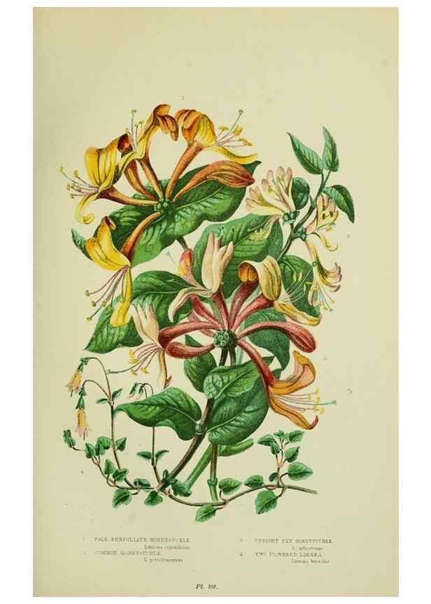 Reproducción/Reproduction 8516225988: The flowering plants, grasses, sedges, & ferns of Great Britain. London,F. Warne,1905.