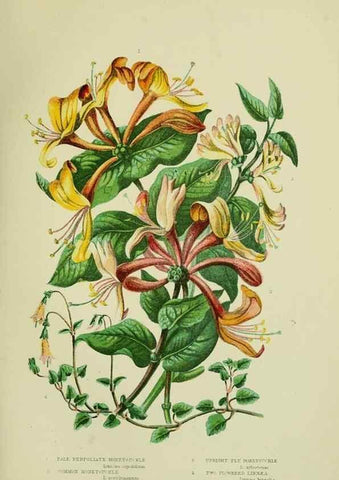 Reproducción/Reproduction 8516225988: The flowering plants, grasses, sedges, & ferns of Great Britain. London,F. Warne,1905.
