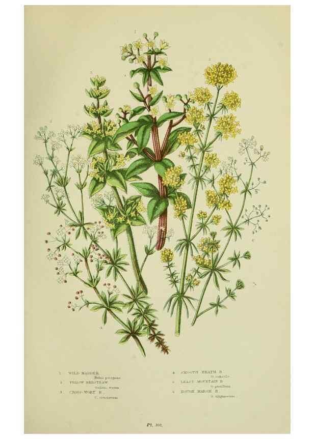Reproducción/Reproduction 8515111771: The flowering plants, grasses, sedges, & ferns of Great Britain. London,F. Warne,1905.