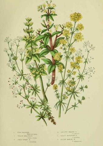 Reproducción/Reproduction 8515111771: The flowering plants, grasses, sedges, & ferns of Great Britain. London,F. Warne,1905.