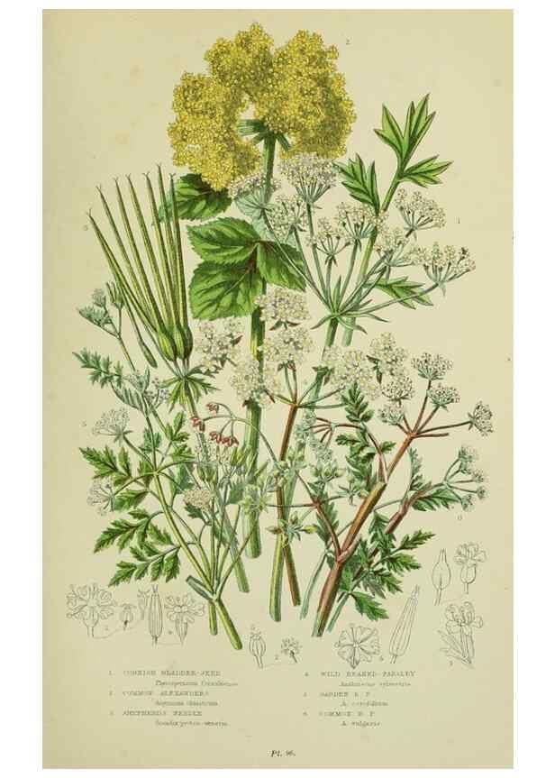 Reproducción/Reproduction 8515106867: The flowering plants, grasses, sedges, & ferns of Great Britain. London,F. Warne,1905.