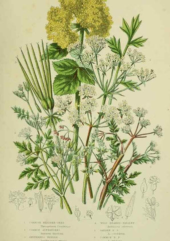 Reproducción/Reproduction 8515106867: The flowering plants, grasses, sedges, & ferns of Great Britain. London,F. Warne,1905.