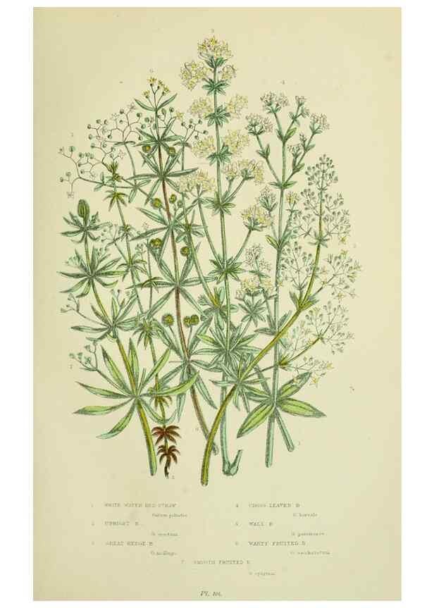 Reproducción/Reproduction 8515112575: The flowering plants, grasses, sedges, & ferns of Great Britain. London,F. Warne,1905.