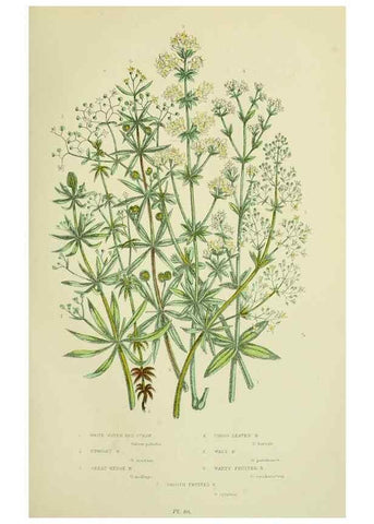 Reproducción/Reproduction 8515112575: The flowering plants, grasses, sedges, & ferns of Great Britain. London,F. Warne,1905.