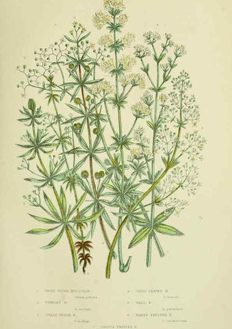 Reproducción/Reproduction 8515112575: The flowering plants, grasses, sedges, & ferns of Great Britain. London,F. Warne,1905.