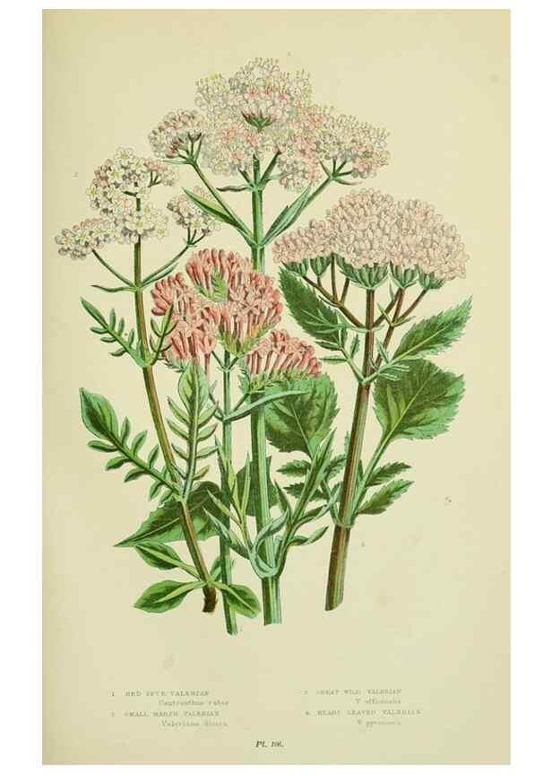Reproducción/Reproduction 8516228834: The flowering plants, grasses, sedges, & ferns of Great Britain. London,F. Warne,1905.