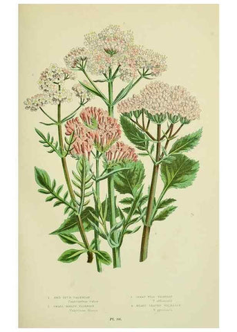 Reproducción/Reproduction 8516228834: The flowering plants, grasses, sedges, & ferns of Great Britain. London,F. Warne,1905.