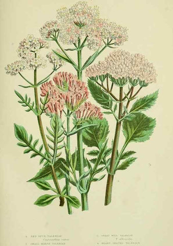 Reproducción/Reproduction 8516228834: The flowering plants, grasses, sedges, & ferns of Great Britain. London,F. Warne,1905.
