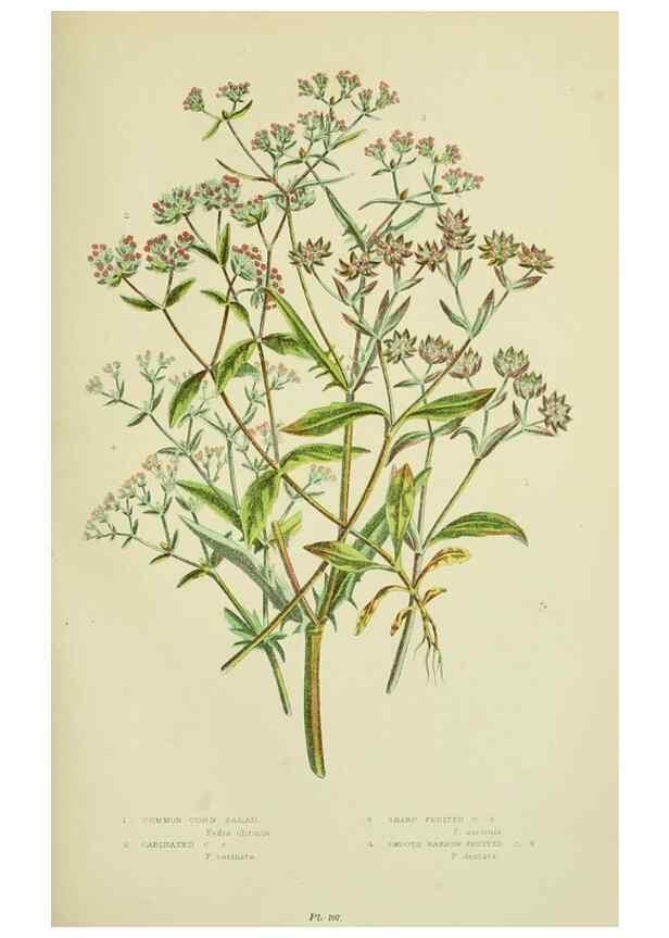 Reproducción/Reproduction 8515114437: The flowering plants, grasses, sedges, & ferns of Great Britain. London,F. Warne,1905.