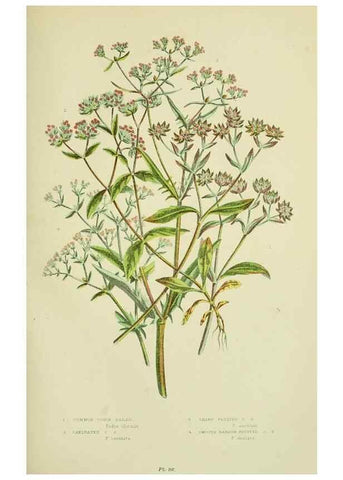 Reproducción/Reproduction 8515114437: The flowering plants, grasses, sedges, & ferns of Great Britain. London,F. Warne,1905.