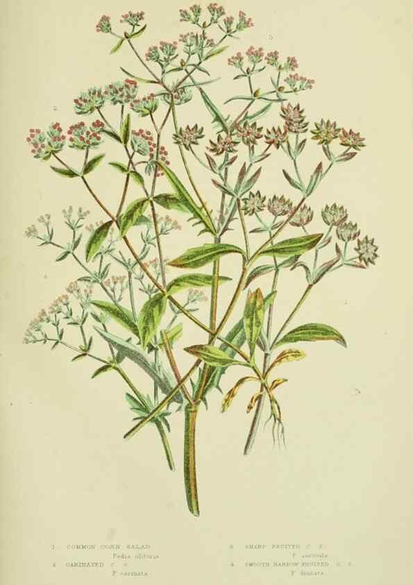 Reproducción/Reproduction 8515114437: The flowering plants, grasses, sedges, & ferns of Great Britain. London,F. Warne,1905.