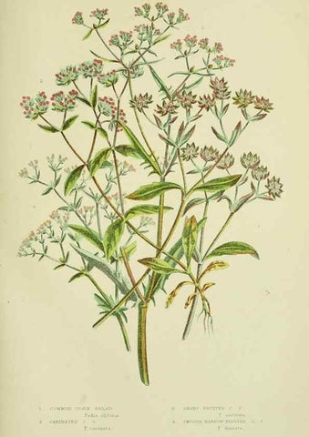 Reproducción/Reproduction 8515114437: The flowering plants, grasses, sedges, & ferns of Great Britain. London,F. Warne,1905.