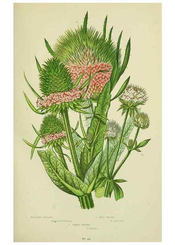 Reproducción/Reproduction 8515114949: The flowering plants, grasses, sedges, & ferns of Great Britain. London,F. Warne,1905.