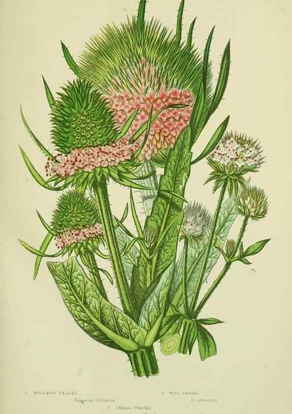 Reproducción/Reproduction 8515114949: The flowering plants, grasses, sedges, & ferns of Great Britain. London,F. Warne,1905.