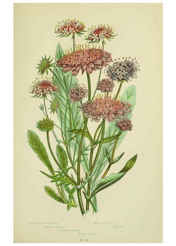 Reproducción/Reproduction 8515115535: The flowering plants, grasses, sedges, & ferns of Great Britain. London,F. Warne,1905.