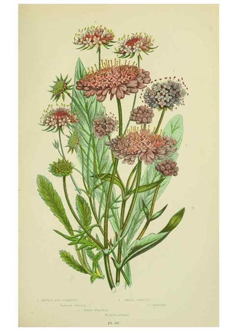 Reproducción/Reproduction 8515115535: The flowering plants, grasses, sedges, & ferns of Great Britain. London,F. Warne,1905.