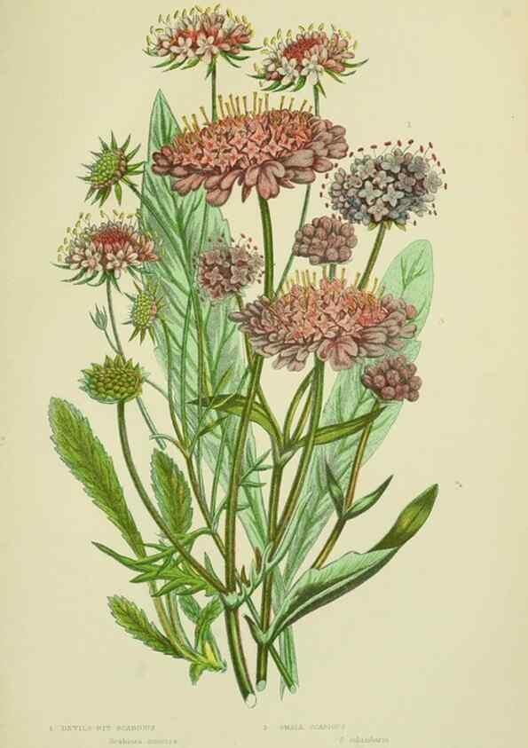 Reproducción/Reproduction 8515115535: The flowering plants, grasses, sedges, & ferns of Great Britain. London,F. Warne,1905.
