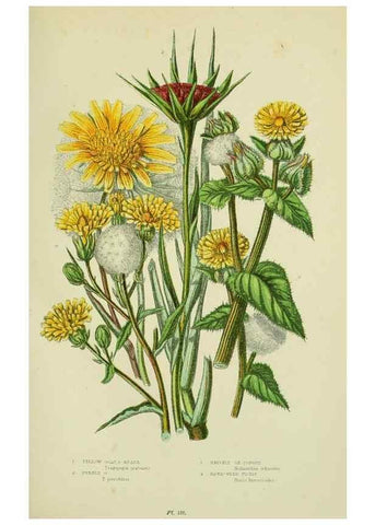 Reproducción/Reproduction 8515116137: The flowering plants, grasses, sedges, & ferns of Great Britain. London,F. Warne,1905.