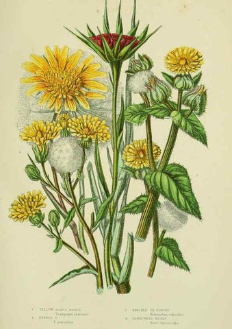 Reproducción/Reproduction 8515116137: The flowering plants, grasses, sedges, & ferns of Great Britain. London,F. Warne,1905.