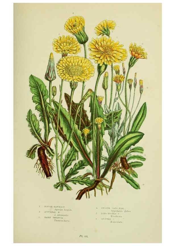Reproducción/Reproduction 8515116775: The flowering plants, grasses, sedges, & ferns of Great Britain. London,F. Warne,1905.