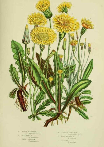 Reproducción/Reproduction 8515116775: The flowering plants, grasses, sedges, & ferns of Great Britain. London,F. Warne,1905.