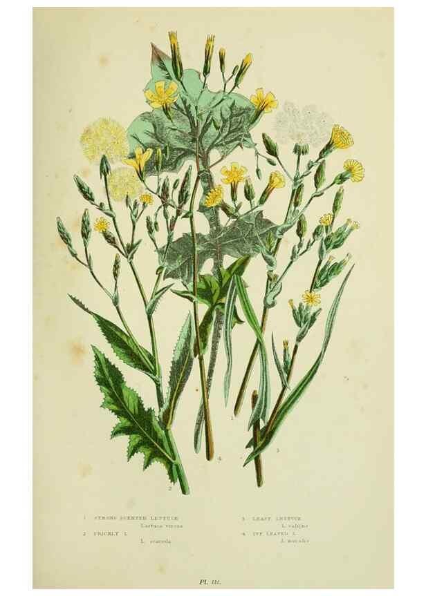 Reproducción/Reproduction 8515117329: The flowering plants, grasses, sedges, & ferns of Great Britain. London,F. Warne,1905.