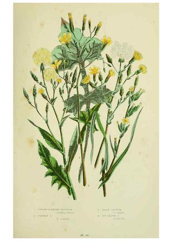 Reproducción/Reproduction 8515117329: The flowering plants, grasses, sedges, & ferns of Great Britain. London,F. Warne,1905.