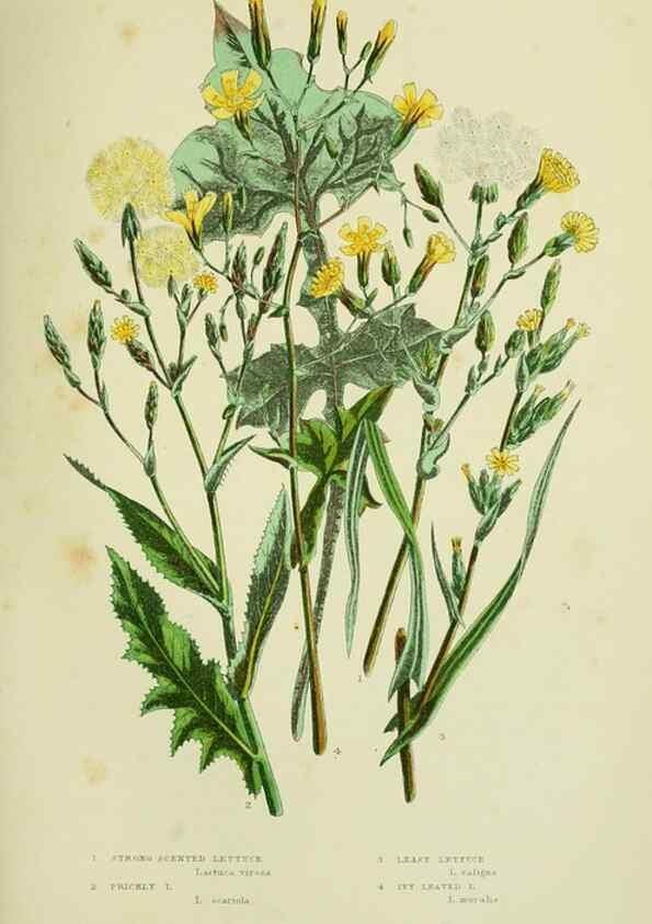 Reproducción/Reproduction 8515117329: The flowering plants, grasses, sedges, & ferns of Great Britain. London,F. Warne,1905.