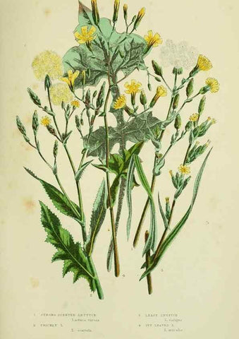 Reproducción/Reproduction 8515117329: The flowering plants, grasses, sedges, & ferns of Great Britain. London,F. Warne,1905.