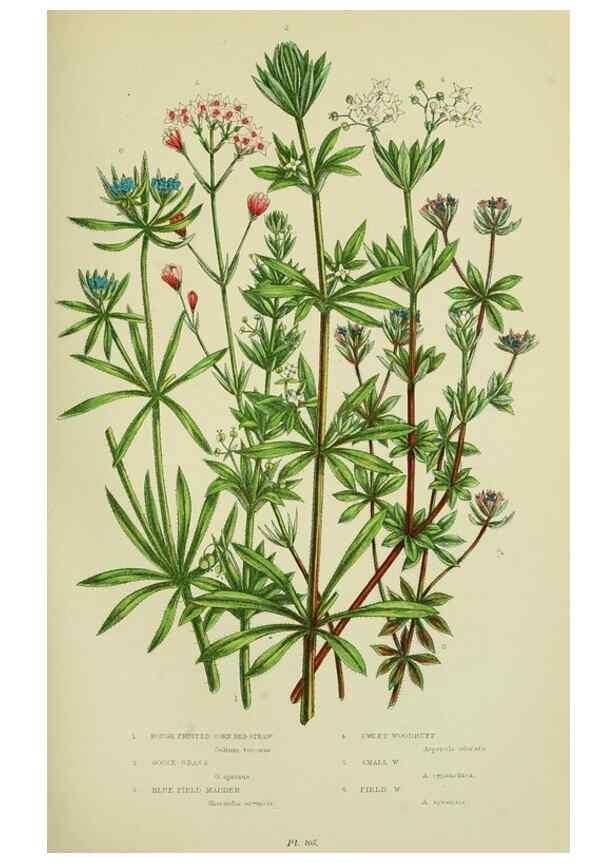 Reproducción/Reproduction 8515113145: The flowering plants, grasses, sedges, & ferns of Great Britain. London,F. Warne,1905.