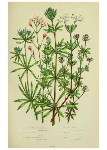 Reproducción/Reproduction 8515113145: The flowering plants, grasses, sedges, & ferns of Great Britain. London,F. Warne,1905.