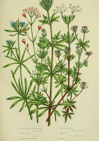 Reproducción/Reproduction 8515113145: The flowering plants, grasses, sedges, & ferns of Great Britain. London,F. Warne,1905.
