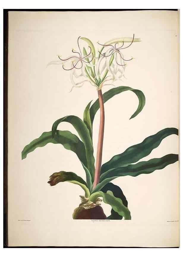 Reproducción/Reproduction 8512261507: A selection of Hexandrian plants, belonging to the natural orders Amaryllidae and Liliacae. London : Robt. Havell, ... , Pubd. 1831- ended Dec. 1, 1834.