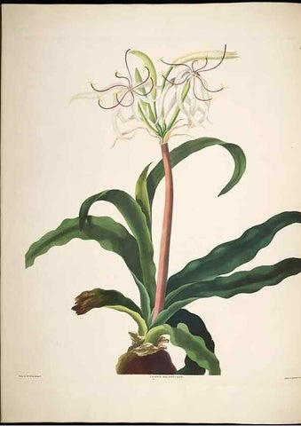 Reproducción/Reproduction 8512261507: A selection of Hexandrian plants, belonging to the natural orders Amaryllidae and Liliacae. London : Robt. Havell, ... , Pubd. 1831- ended Dec. 1, 1834.