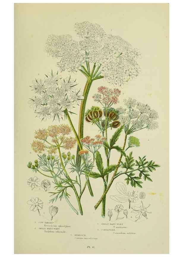 Reproducción/Reproduction 8516221212: The flowering plants, grasses, sedges, & ferns of Great Britain. London,F. Warne,1905.