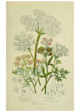 Reproducción/Reproduction 8516221212: The flowering plants, grasses, sedges, & ferns of Great Britain. London,F. Warne,1905.