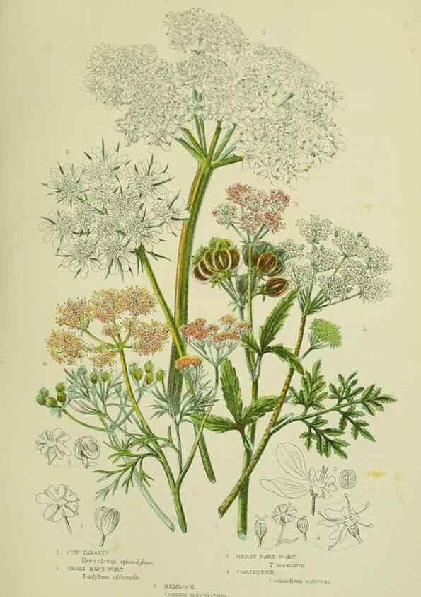Reproducción/Reproduction 8516221212: The flowering plants, grasses, sedges, & ferns of Great Britain. London,F. Warne,1905.