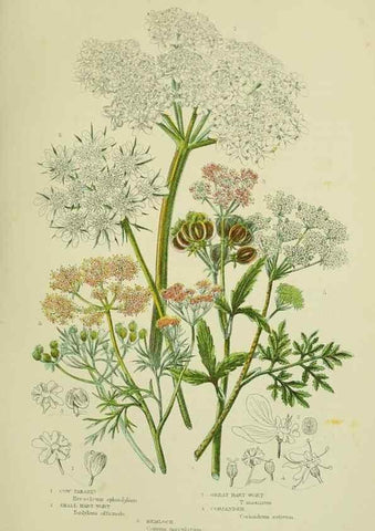 Reproducción/Reproduction 8516221212: The flowering plants, grasses, sedges, & ferns of Great Britain. London,F. Warne,1905.