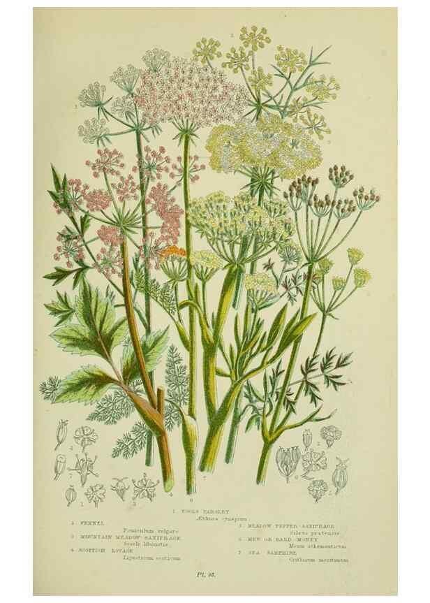 Reproducción/Reproduction 8515104321: The flowering plants, grasses, sedges, & ferns of Great Britain. London,F. Warne,1905.