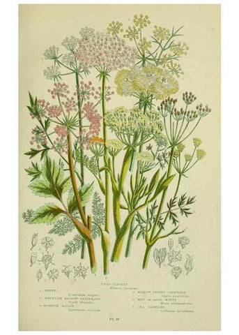 Reproducción/Reproduction 8515104321: The flowering plants, grasses, sedges, & ferns of Great Britain. London,F. Warne,1905.