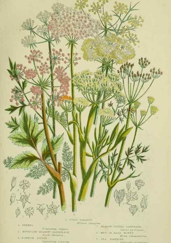 Reproducción/Reproduction 8515104321: The flowering plants, grasses, sedges, & ferns of Great Britain. London,F. Warne,1905.