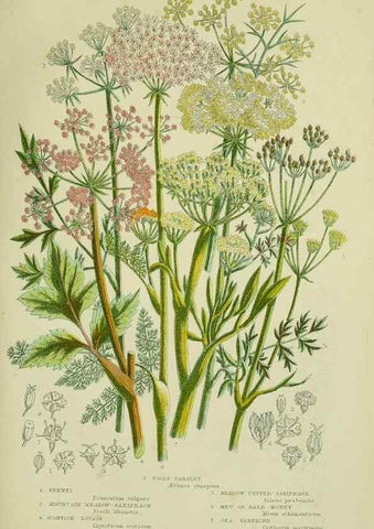 Reproducción/Reproduction 8515104321: The flowering plants, grasses, sedges, & ferns of Great Britain. London,F. Warne,1905.