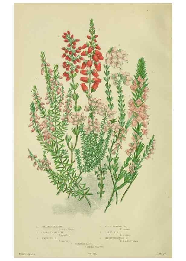 Reproducción/Reproduction 8515092027: The flowering plants, grasses, sedges, & ferns of Great Britain. London,F. Warne,1905.