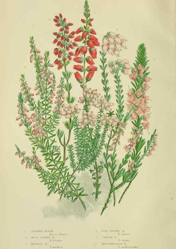Reproducción/Reproduction 8515092027: The flowering plants, grasses, sedges, & ferns of Great Britain. London,F. Warne,1905.