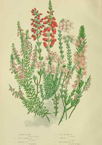 Reproducción/Reproduction 8515092027: The flowering plants, grasses, sedges, & ferns of Great Britain. London,F. Warne,1905.