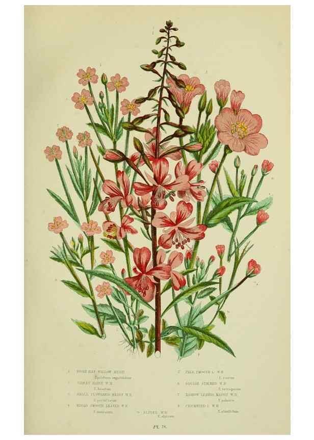 Reproducción/Reproduction 8516207712: The flowering plants, grasses, sedges, & ferns of Great Britain. London,F. Warne,1905.